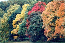 Trees can add variety and beauty to a landscape