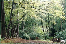 Woodland paths provide a tranquil haven for recreation