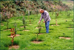 Weed control and woodland establishment