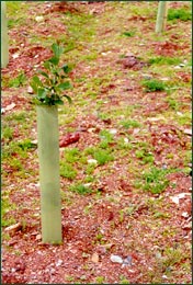 Tree Protection on Reclaimed Land