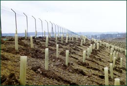 Woodland Planting of Reclaimed Land