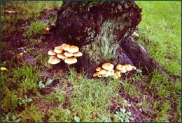 Fungal growth on cherry tree