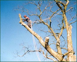 Tree surgeons removing dangerous trees