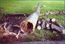 Stem rot of trees lead to collapse causing damage or injury