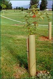 Tree planting can greatly enhance the course