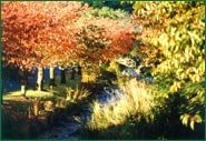 Trees enhance the urban environment