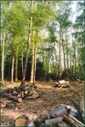 Woodland thinning and its benefits