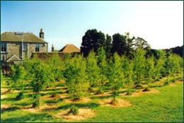 Trees can be used a s a screen for buildings